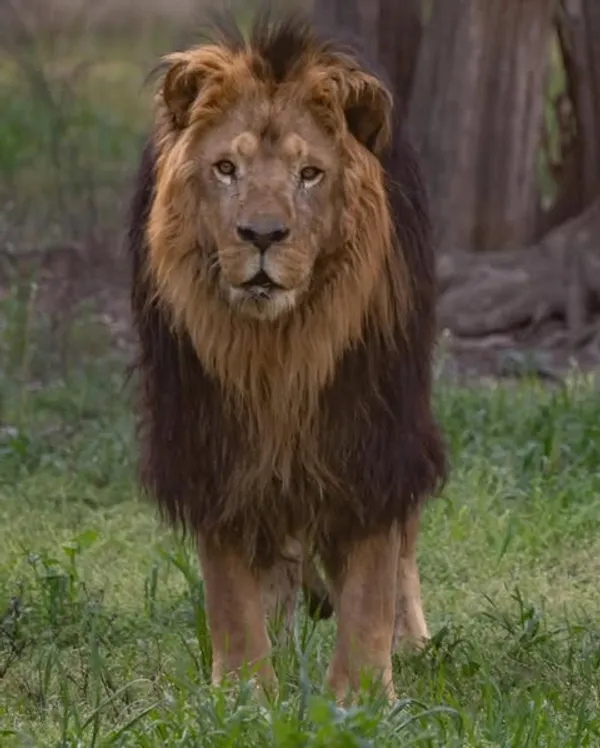 León