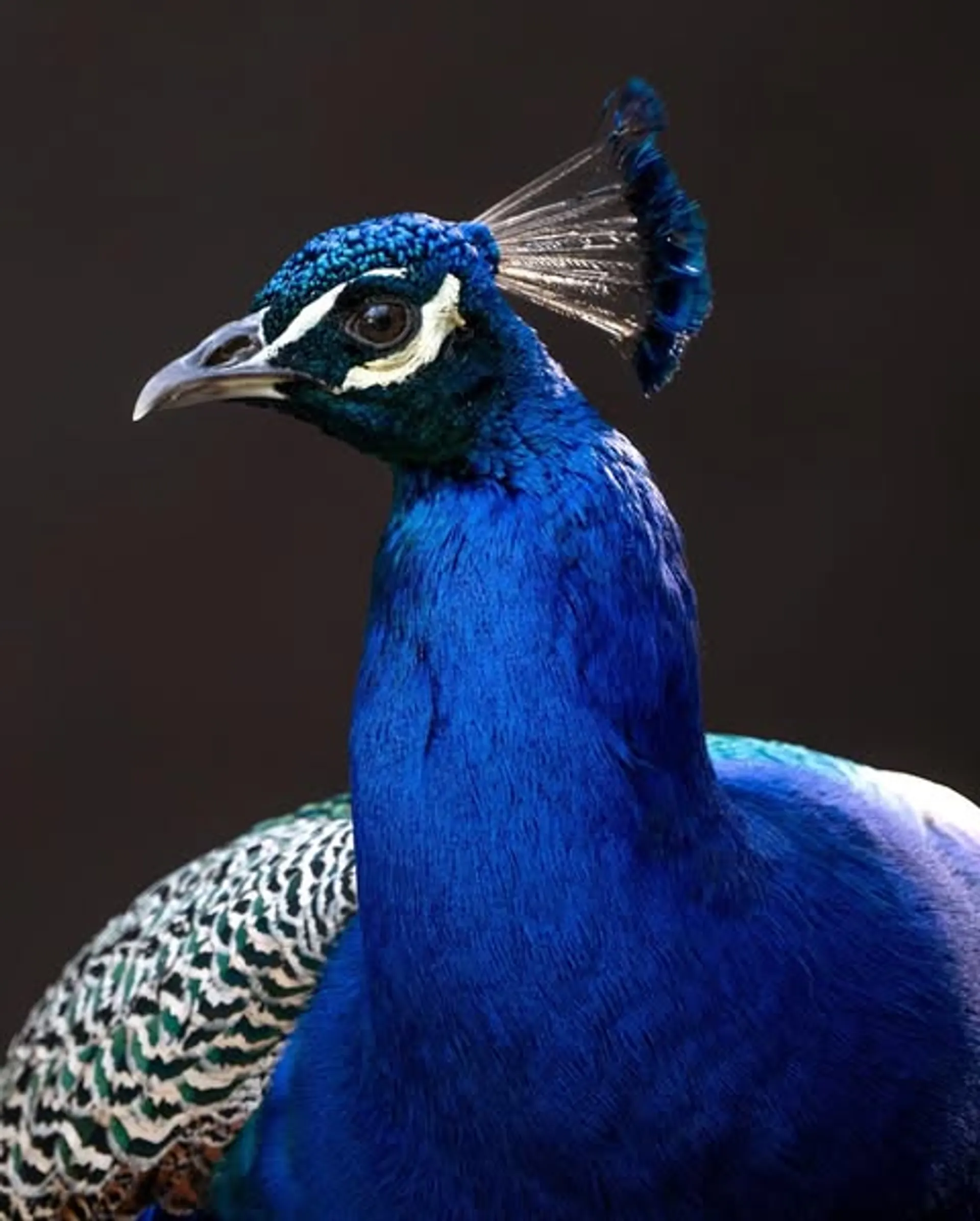 Pavo Real