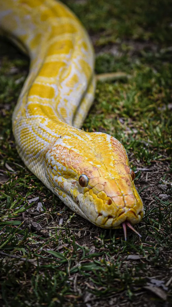 Pitón Molurus - foto 1