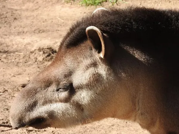 Tapir