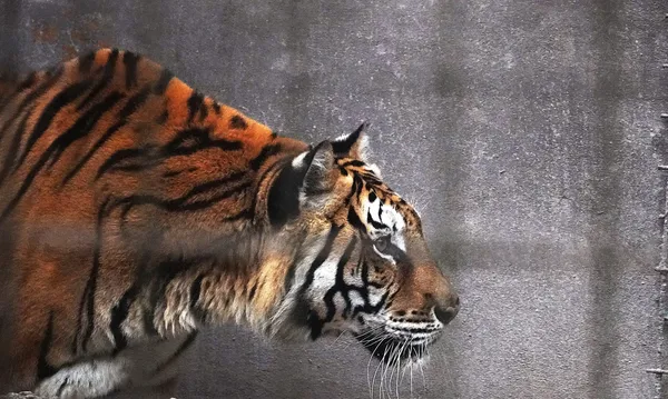 Tigre de Bengala