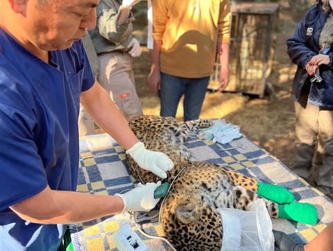 Reproducción de Yaguareté